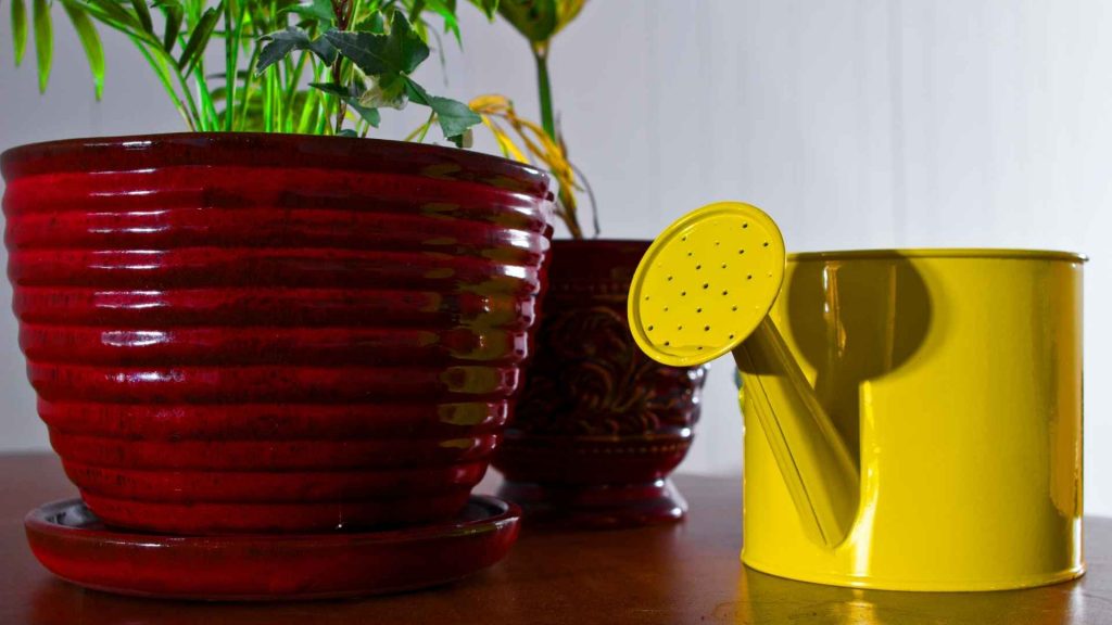 עציץ גלזורה
